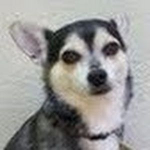 Meet your Posher, Irene